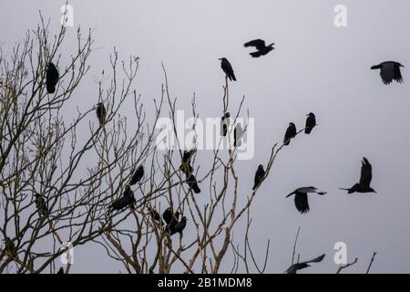 Gregge di Rooks (Corvus frugilegus) seduta e volando intorno ad un albero Foto Stock