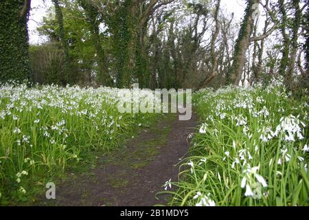 Percorso attraverso la foresta delimitata da fiori di nevicata in fiore Foto Stock
