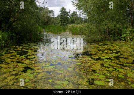 Gigli d'acqua che crescono nella sezione abbandonata del canale a Foxton Locks sulla linea Leicester del Canal Grande Union, Leicestershire, Inghilterra Foto Stock