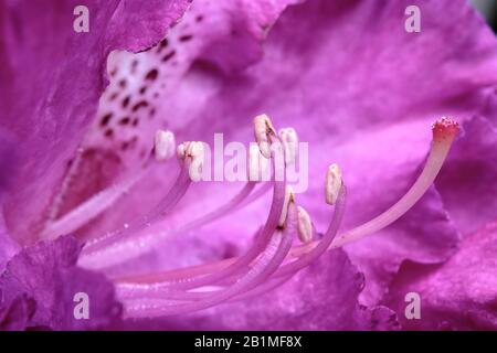 Una vista ravvicinata all'interno di un rosa rododendro fiore, con le sue prominenti balbuie, antere e stigma (gli organi riproduttivi di una pianta da fiore). Foto Stock