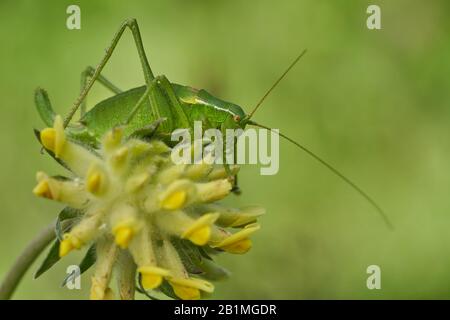 Il bush-cricket di Krauss, l'Isofya kraussi, in Slovacchia West Tatra Mountain Foto Stock