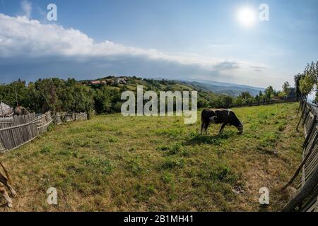 Pascolo vicino alla città in rumeno Banat con mucca in lontananza Foto Stock