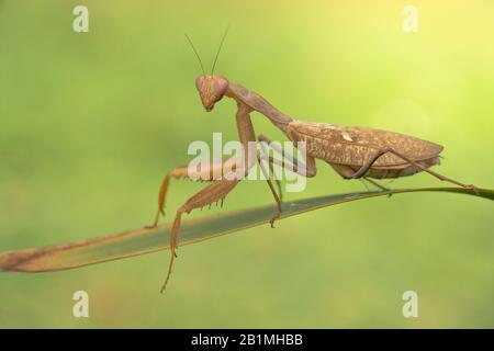 Mantite africana o mantis verde comune Sphodromantis gastrica di colore marrone Foto Stock
