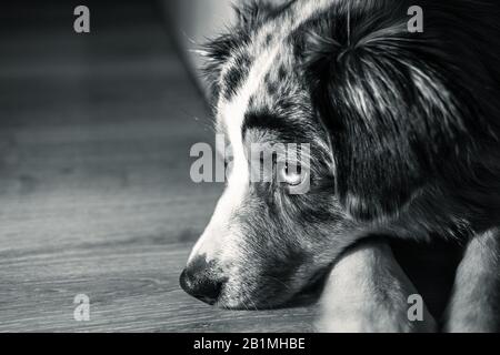 Australian Shepherd cane bianco e nero grande faccia a terra Foto Stock