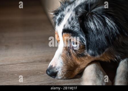 Australian Shepherd cane grande faccia in camera che si posa a terra Foto Stock