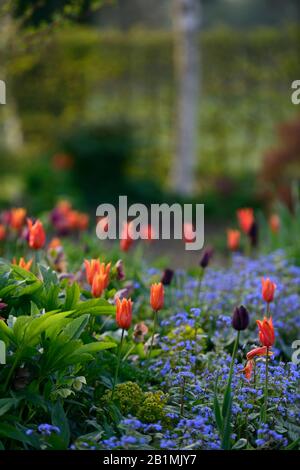 Tulipano display,tulipani,tulipa,Brunnera macrophylla,lucentezza siberiana,blu bianco,fiori,fioritura,primavera,mostra,giardino,giardini,RM Floral Foto Stock