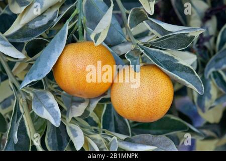 Maturazione Yuzu 'Citrus junos' frutto su ramo, AKA Japanese Citron, Native of China, California, Central Valley, California, Stati Uniti. Re Foto Stock