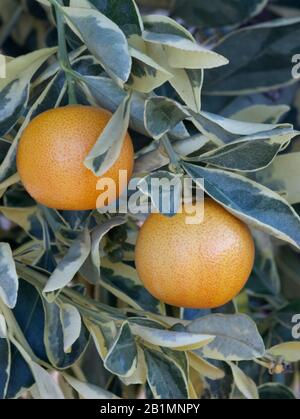 Maturazione Yuzu 'Citrus junos' frutto su ramo, AKA Japanese Citron, Native of China, Tulare County, California, Central Valley, California, United Foto Stock