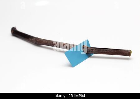 Vitigno steso con etichetta isolata su fondo bianco. Preparazioni primaverili per l'espansione dei vigneti. Germogliare le viti nel serbatoio dell'acqua. Il processo Foto Stock