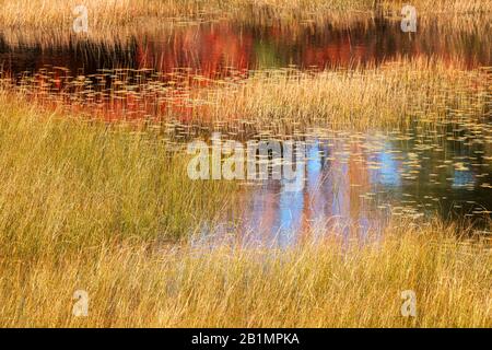 Colore autunnale riflesso nei Beaver stagni in Acadia National Parco nel Maine Foto Stock