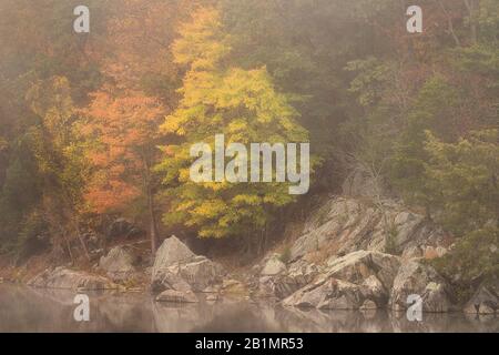 Misty autunno mattina lungo la sezione Widewater del C&o Canal, Great Falls National Park, Maryland Foto Stock