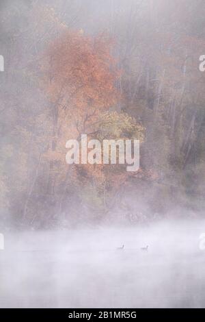 Misty autunno mattina lungo la sezione Widewater del C&o Canal, Great Falls National Park, Maryland Foto Stock