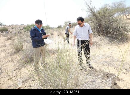 Sindh, Pakistan. 26th Feb, 2020. Gli esperti cinesi di locusta controllano la localizzazione nel deserto di Tharparkar della provincia di Sindh, Pakistan, 26 febbraio 2020. Gli esperti cinesi di locusta mercoledì hanno ispezionato il deserto di Tharparkar, che è stato attaccato dalla locusta del deserto lo scorso novembre ed è riconosciuto come un luogo di allevamento estivo per la locusta. Credito: Liu Tian/Xinhua/Alamy Live News Foto Stock