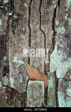 Foglia d'autunno unica alloggiata in corteccia di albero Foto Stock