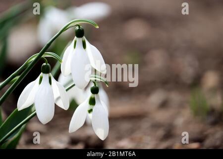 Le gocce di neve fioriscono nella foresta. Primo primavera fiori vicino Foto Stock