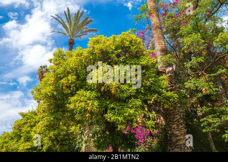 Lussureggiante giardino con alberi d'arancia maturi a Marrakech, Marocco, in estate. Foto di scorta gratuita. Foto Stock