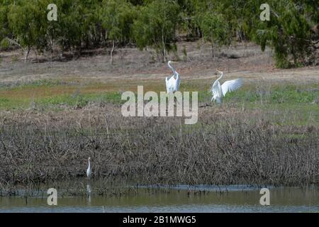 Due grandi garzette in un'esposizione gousting sopra il dominio ed alimentare il territorio su una laguna d'acqua dolce nel Queensland del Nord, Australia. Foto Stock