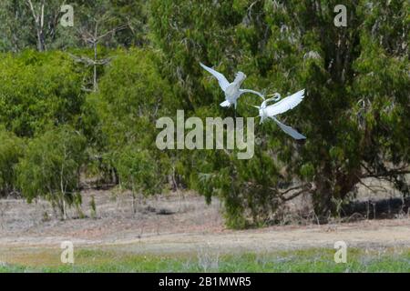 Due grandi garzette sono in lotta aerea contro il dominio e l'alimentazione del territorio su una laguna di acqua dolce nel Queensland del Nord, Australia. Foto Stock