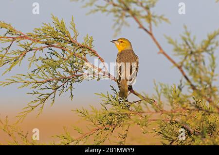 Femmina Village Weaver In Etiopia Foto Stock