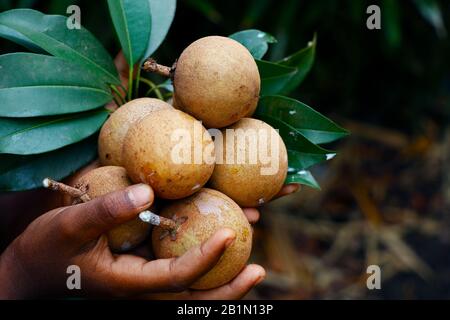 Mani con frutta fresca di sapodilla su sfondo verde. Concetto di frutta tropicale Foto Stock