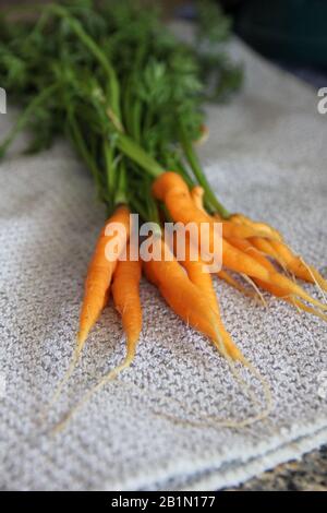 Un piccolo mazzo di carote arancioni appena lavate che si stagliano su un asciugamano da piatto. Foto Stock