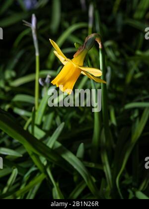 Primo piano di una singola nana nana (Tete-a-tete) su sfondo scuro. Foto Stock