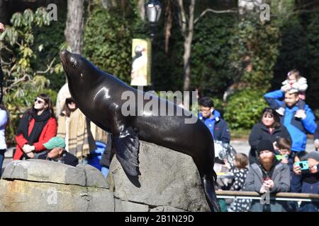 Leone marino, parco centrale xoo Foto Stock