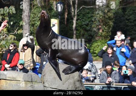 Leone marino, parco centrale xoo Foto Stock