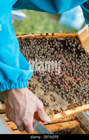 apicoltore con utensile per spingere le cornici in mani tiene la struttura con vecchi nidi d'ape scuri e covata d'ape sigillata. Lavoro su apiary. Fuoco selettivo. F. Morbida Foto Stock