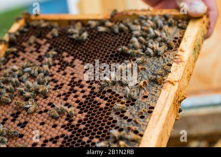 Api su una cera vecchia scura con covata sigillata e cellule aperte con miele. Fuoco selettivo. Messa a fuoco morbida Foto Stock