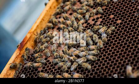 Api su una cera vecchia scura con covata sigillata e cellule aperte con miele. Fuoco selettivo. Messa a fuoco morbida Foto Stock