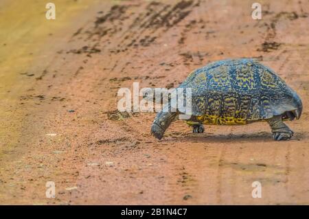 Carino piccola tartaruga Leopard strisciando sulla strada sterrata in una riserva di caccia in Africa Foto Stock