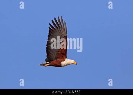 Aquila di Pesce Africana in volo Awassa Etiopia Foto Stock
