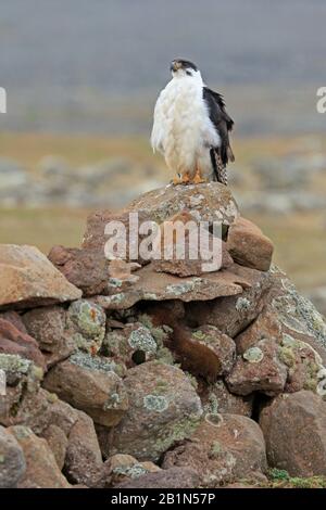 Buzzard di augur arroccato sulla cima delle rocce Bale Mountains Etiopia Foto Stock