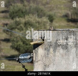 Piccolo gufo giallo su una vecchia torre elettrica in un campo di olivo Foto Stock