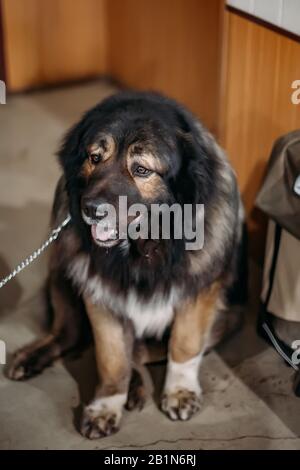 Seduta giovane cute lanuginoso cane pastore caucasico. Foto Stock