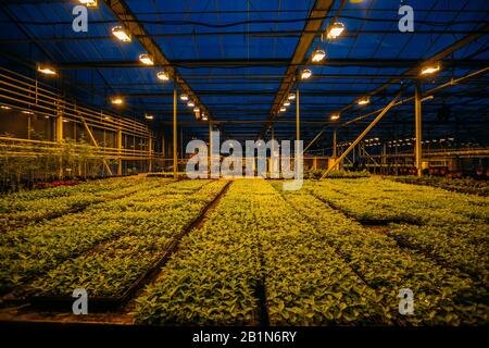 Serra idroponica moderna con complesso sistema di controllo del clima per la coltivazione di piante agricole e ornamentali. Luce artificiale di lavoro in ev Foto Stock