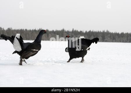 Black grouse (Lyrurus tetrix, Tetrao tetrix), due maschi combattenti, Finlandia, Ruukki Foto Stock