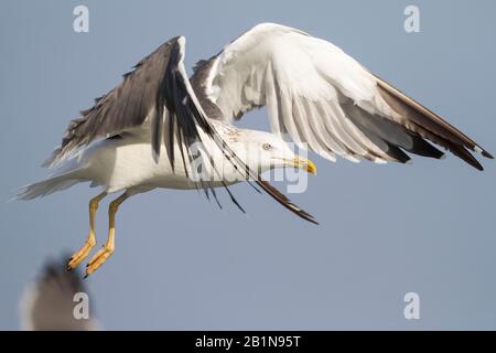 Gabbiano Siberiano, gabbiano a sostegno di Kola Lesser Black, gabbiano di Heuglin (Larus fuscus heuglini, Larus heuglini), in volo, Oman Foto Stock