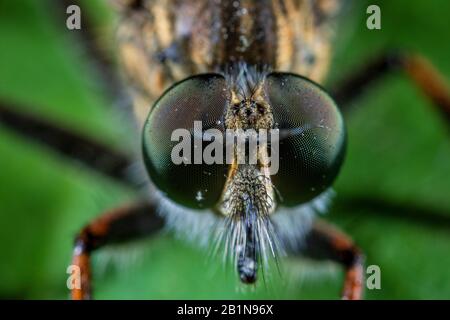 Comune robberfly awl (Neoitamus cyanurus), ritratto, Germania Foto Stock