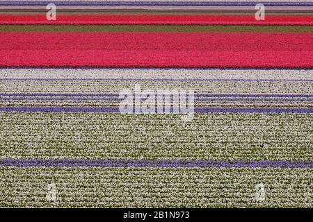 Jacinthe (Hyacinthus orientalis), jacinthe in fiore e tulipani campi, Paesi Bassi, Den Helder Foto Stock
