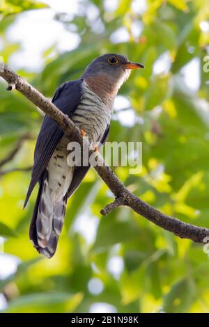 Cuculo rosso-chested (Cuculus solitarius), arroccato in baldacchino, Africa Foto Stock