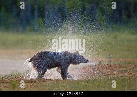 Orso bruno europeo (Ursus arctos artos), scuotendo a riva, Finlandia Foto Stock