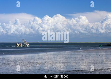 Barca da pesca sulla costa del Mare del Nord, Paesi Bassi, Den Oever, Amsteldiep Foto Stock