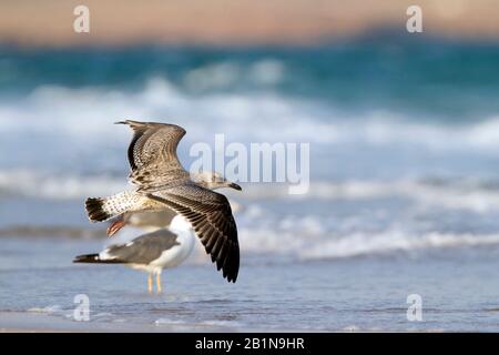 Gabbiano Siberiano, gabbiano a sostegno di Kola Lesser Black, gabbiano di Heuglin (Larus fuscus heuglini, Larus heuglini), immaturo, Oman Foto Stock