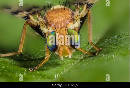 Volata di frutta di ciliegia, mosca di frutta di tephritid (Rhagoletis cerasi, Rhagoletis signata, Trypeta signata), ritratto, Germania Foto Stock