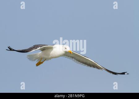 Gabbiano Siberiano, gabbiano a sostegno di Kola Lesser Black, gabbiano di Heuglin (Larus fuscus heuglini, Larus heuglini), in volo, Oman Foto Stock