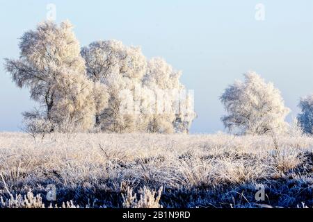 Hoarfrost A Ginkelse Heide, Paesi Bassi, Gelderland Foto Stock