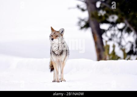 Coyote (Canis latrans), in piedi nella neve, vista frontale, Stati Uniti, Wyoming, Parco Nazionale di Yellowstone Foto Stock