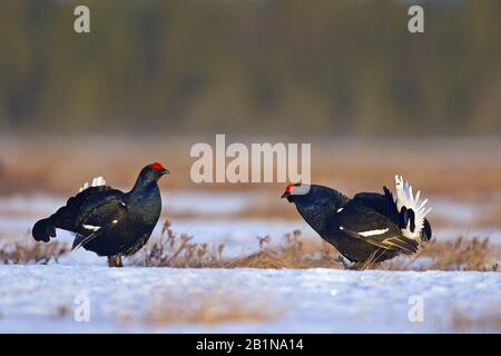 Black grouse (Lyrurus tetrix, Tetrao tetrix), due maschi minacciosi, Finlandia, Ruukki Foto Stock